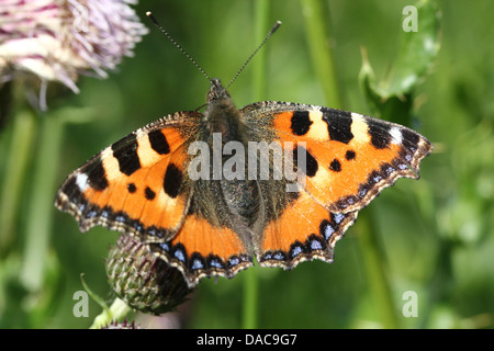 Macro très détaillées close-up d'une petite écaille (Aglais urticae) Posant papillon sur une fleur Banque D'Images