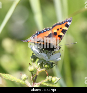 Macro très détaillées close-up d'une petite écaille (Aglais urticae) Posant papillon sur une fleur Banque D'Images