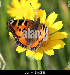 Macro très détaillées close-up d'une petite écaille (Aglais urticae) Posant papillon sur une fleur Banque D'Images