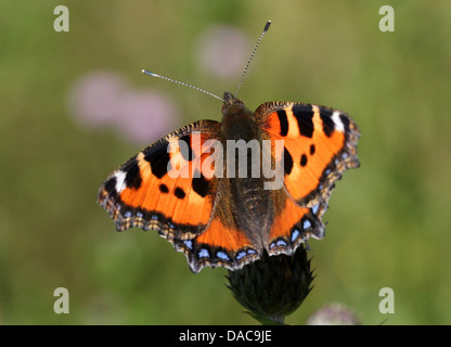 Macro très détaillées close-up d'une petite écaille (Aglais urticae) Posant papillon sur une fleur Banque D'Images