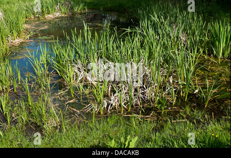 Étang dans le parc du Manoir d'Avebury Museum Banque D'Images