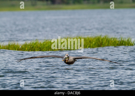 Pélican brun volant bas au-dessus de l'eau Banque D'Images