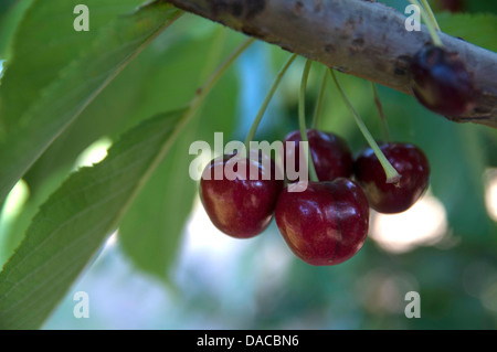 Rainier cherries sur arbre. Banque D'Images