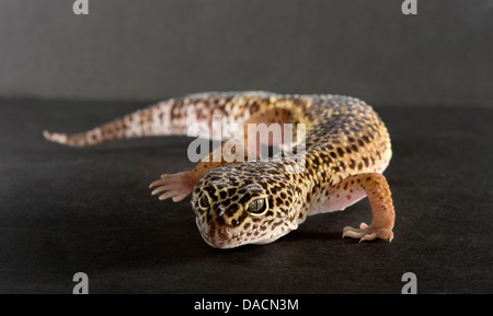 Le gecko léopard (Eublepharis macularius) ramper vers l'appareil photo Banque D'Images