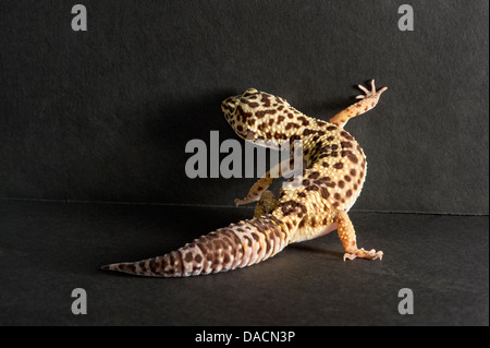 Le gecko léopard (Eublepharis macularius) essayant d'escalader le mur. Banque D'Images
