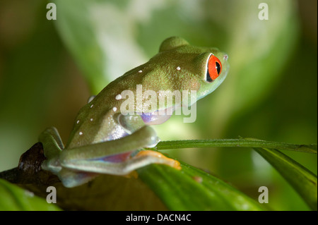 Grenouille arboricole aux yeux rouges (agalychnis callidryas) assis sur une feuille Banque D'Images