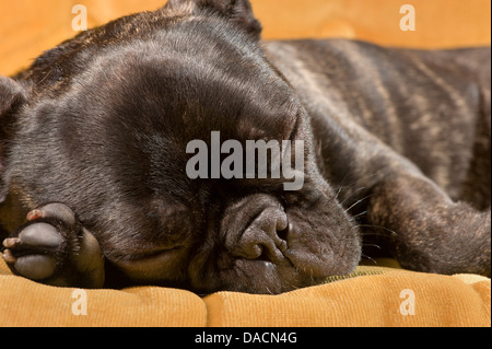 Chiot Bouledogue Français de couchage Banque D'Images