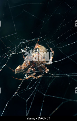 Orb spider tissage (Neoscona crucifera ) avec ses insectes enveloppés et fraîchement pêchés tuer. Banque D'Images