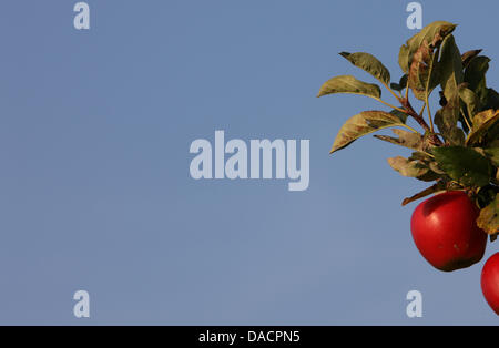 Les pommes mûrissent au soleil près de Wasserberg, Allemagne, le 29 septembre 2011. Photo : Karl-Josef Opim Banque D'Images