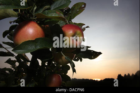 Les pommes mûrissent au soleil près de Wasserberg, Allemagne, le 29 septembre 2011. Photo : Karl-Josef Opim Banque D'Images