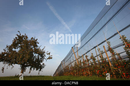 Les pommes mûrissent au soleil près de Wasserberg, Allemagne, le 29 septembre 2011. Photo : Karl-Josef Opim Banque D'Images