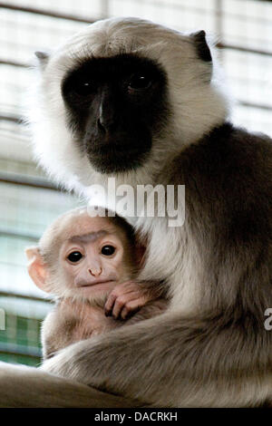 Gray langur progéniture née le 15 novembre 2011 se trouve dans les bras de son père "Conny" au zoo de Berlin, Allemagne, le 13 décembre 2011. Entelle gris sont également connus sous le nom de langurs Hanuman et le plus répandu en Inde. Photo : ROBERT SCHLESINGER Banque D'Images
