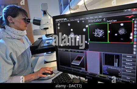 Daniela Bretschneider, assistant technique médical, examine les chromosomes des cellules leucémiques au cours de la métaphase à l'aide d'un microscope dans le nouveau laboratoire de recherche Centre de Carreras Chambre à l'Hôpital universitaire de Leipzig, Allemagne, 14 décembre 2011. Un jour avant le grand gala de charité, le complexe de laboratoires modernes a été remis. Son objectif est de découvrir de nouvelles méthodes à la leucémie diagn Banque D'Images