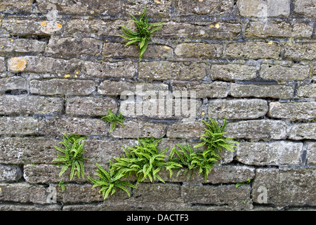 Fern growing out of vieux mur de pierre prises à Frome, Somerset, UK Banque D'Images