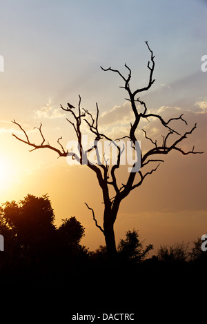 Un oiseau de proie, perché sur arbre mort, silhouette sur le lever du soleil dans le Parc National Kruger, Afrique du Sud. Banque D'Images