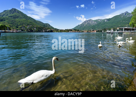 Lac de Côme Ville de Lecco, Italie avec des cygnes. Banque D'Images