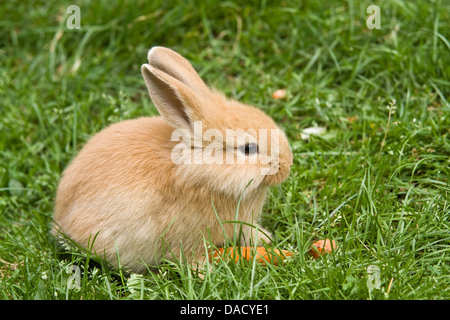 Lionhead rabbit (Oryctolagus cuniculus f. domestica), assis sur un pré Banque D'Images