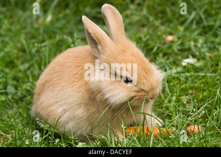 Lionhead rabbit (Oryctolagus cuniculus f. domestica), assis sur un pré Banque D'Images