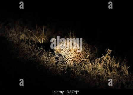 Leopard mâles adultes allongé dans l'herbe la nuit Banque D'Images