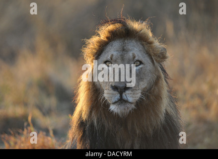 African Lion en lever tôt le matin Banque D'Images