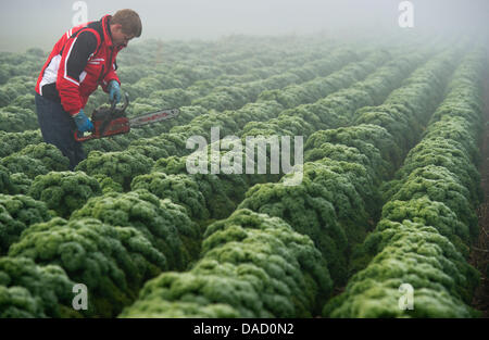 Michael jardinier récoltes Leschnik chou vert avec une tronçonneuse sur un champ sur le maraîchage Leschnik Drahnsdorf en ferme, Allemagne, 23 novembre 2011. Pour la première fois depuis des années, l'entreprise familiale Leschnik a commencé à croître à nouveau chou vert sur leurs champs. Autour de 12 000 plantes sont récoltées à l'aide de tronçonneuses et transportés au marché jardin pour plus de procé Banque D'Images