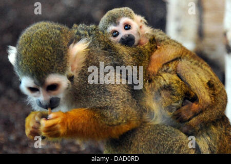 Une mère singe écureuil se trouve dans la maison des singes du zoo Halle avec son petit bébé au dos à Halle, en Allemagne, le 25 novembre 2011. Huit petits singes sont nés à l'Bergzoo dans les derniers jours et huit autres singes sont censés être nés dans les prochains jours. Photo : Waltraud Grubitzsch Banque D'Images