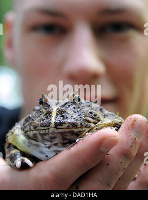 Détenteur d'animaux Hans Hopp détient une grenouille-duc d'Amérique du Sud au cours de l'inventaire à la Biosphère à Potsdam, Allemagne, le 30 décembre 2011. La Biosphère Potsdam en ce moment fait le point. Photo : Bernd Settnik Banque D'Images