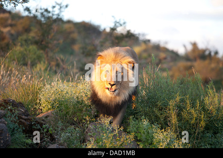 Lion mâle baigné de lumière du soir, Amani Lodge, près de Windhoek, Namibie, Afrique Banque D'Images