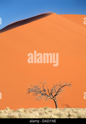 Dead camel thorn tree contre le sable orange d'Elim Dune, Désert du Namib près de Sesriem, Namib Naukluft Park, Namibie, Afrique Banque D'Images