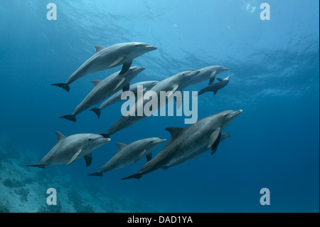 Un groupe de grands dauphins de l'Indo-Pacifique (Tursiops aduncus) est en train de dormir. Banque D'Images