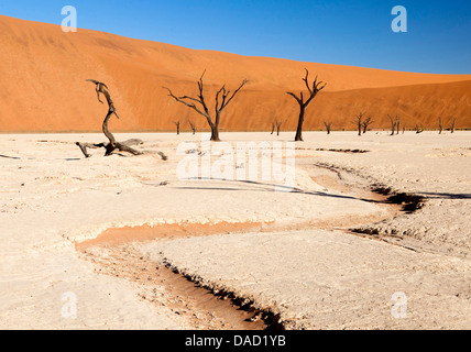 Pan de boue séchée avec de vieux arbres camelthorn, Dead Vlei, Désert du Namib, le Namib Naukluft Park, Namibie Banque D'Images