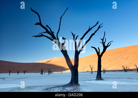 Camelthorn arbres morts, Dead Vlei, Désert du Namib, le Namib Naukluft Park, Namibie Banque D'Images