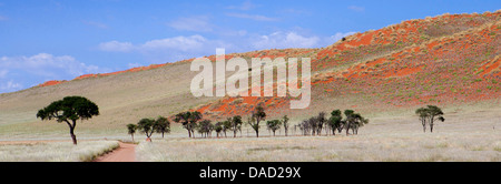 Vue panoramique montrant des arbres et de l'herbe couverte de dunes de sable orange, Namib Rand game reserve, Namib Naukluft Park, Namibie, Afrique Banque D'Images