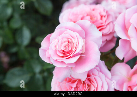 Roses roses 'Tickled Pink', Fryhunky au RHS Gardens, Wisley, Surrey Banque D'Images