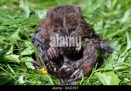 Trois mois beaver 'Momo' se lave après un bain dans la piscine de l'établissement de soins des animaux sauvages dans la région de Klein Offenseth-Sparrieshoop Hambourg, Allemagne, 10 juillet 2013. Momo se trouva seul sur une digue après le déluge. Photo : AXEL HEIMKEN Banque D'Images