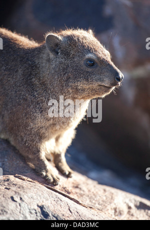 Hyrax (Rock Dassie), qui vivent parmi les rochers à la Quivertree Forest, près de Keetmanshoop, Namibie, Afrique Banque D'Images