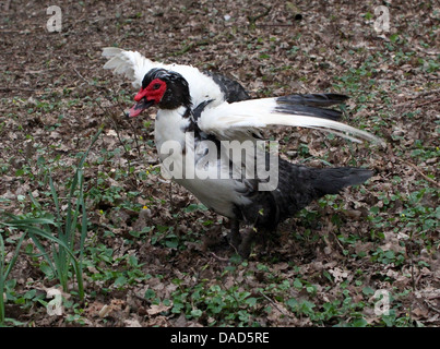 Close up détaillée une barbarie mâles matures Canard (Cairina moschata) battre ses ailes (9 images en série) Banque D'Images