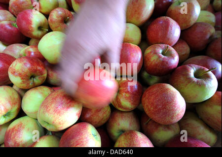 (Dossier) une archive photo datée du 13 septembre 2011 montre une pomme Elstar en un tas à Brunswick, en Allemagne. La récolte des pommes de terre et l'Altes Cours inférieur de l'Elbe est en cours et les agriculteurs sont satisfaits de la récolte. Photo : Peter Steffen Banque D'Images