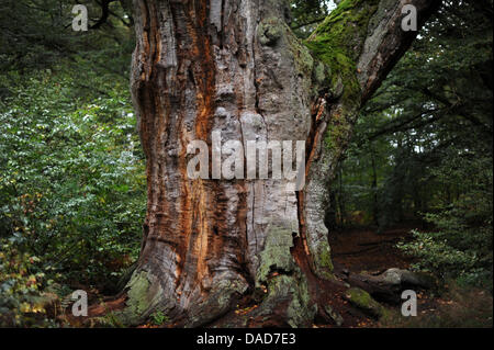 Un énorme chêne mort est vue dans la forêt vierge Sababurg près de Hofgeismar, Allemagne, 07 octobre 2011. Ce qu'on appelle forêt vierge, qui est situé dans la forêt de Reinhardswald ('Reinhard'), était une forêt de pâturage. Avec son caractère naturel la forêt protégée acquiert un statut exceptionnel d'Europe centrale. Photo : Uwe Zucchi Banque D'Images