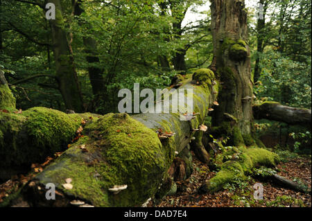 Un est mort le hêtre est vu dans la forêt vierge Sababurg près de Hofgeismar, Allemagne, 07 octobre 2011. Ce qu'on appelle forêt vierge, qui est situé dans la forêt de Reinhardswald ('Reinhard'), était une forêt de pâturage. Avec son caractère naturel la forêt protégée acquiert un statut exceptionnel d'Europe centrale. Photo : Uwe Zucchi Banque D'Images