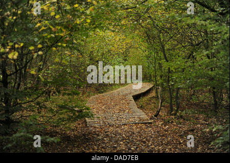 Un chemin mène à travers la forêt vierge Sababurg près de Hofgeismar, Allemagne, 07 octobre 2011. Ce qu'on appelle forêt vierge, qui est situé dans la forêt de Reinhardswald ('Reinhard'), était une forêt de pâturage. Avec son caractère naturel la forêt protégée acquiert un statut exceptionnel d'Europe centrale. Photo : Uwe Zucchi Banque D'Images