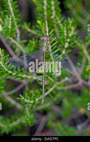 Mererald willow (demoiselle Lestes viridis, Chalcolestes viridis), femme assise sur une brindille, Allemagne Banque D'Images