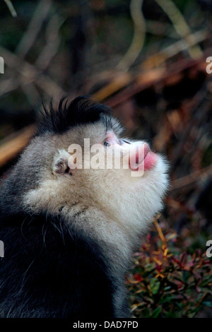 Singe noir snub-nosed, Yunnan snub-nosed monkey (Rhinopithecus bieti), à la recherche, la Chine, le Yunnan, Baima Snow Mountain Nature Reserve Banque D'Images