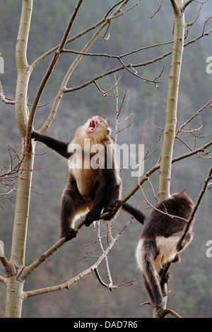 Singe noir snub-nosed, Yunnan snub-nosed monkey (Rhinopithecus bieti), snub-nosed singes dans arbre , la Chine, le Yunnan, Baima Snow Mountain Nature Reserve Banque D'Images