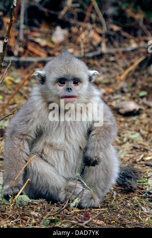 Singe noir snub-nosed, Yunnan snub-nosed monkey (Rhinopithecus bieti) juvénile, assis sur le sol, la Chine, le Yunnan, Baima Snow Mountain Nature Reserve Banque D'Images