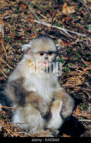 Singe noir snub-nosed, Yunnan snub-nosed monkey (Rhinopithecus bieti) juvénile, assis sur le sol, la Chine, le Yunnan, Baima Snow Mountain Nature Reserve Banque D'Images