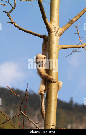 Singe noir snub-nosed, Yunnan snub-nosed monkey (Rhinopithecus bieti), juvénile de grimper sur un arbre, de la Chine, Yunnan, Baima Réserve naturelle des Montagnes de neige Banque D'Images