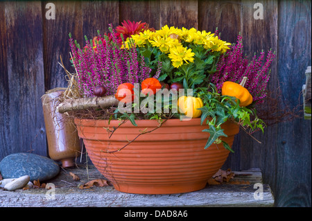 Pot en terre cuite avec des fleurs d'automne, l'Allemagne, Brunnen Banque D'Images