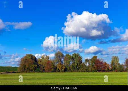 La rainure de l'automne et le pré à l'automne, la terre derrière la digue, en Allemagne, en Basse-Saxe, Osterholz, Neuenkirchen Banque D'Images