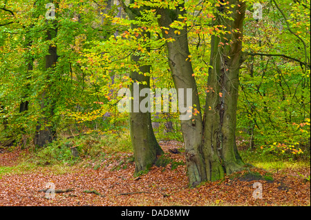 Le hêtre commun (Fagus sylvatica), forêt de hêtres en automne, en Allemagne, en Basse-Saxe, Osterholz, Brundorf Banque D'Images